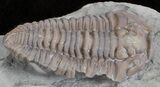 Double Flexicalymene Trilobite Plate from Ohio #61025-5